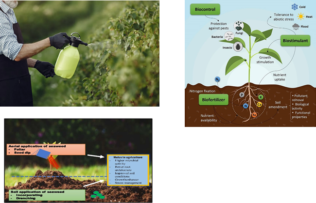 Seaweed-Based Algal Bio Fertilizer Product Categories